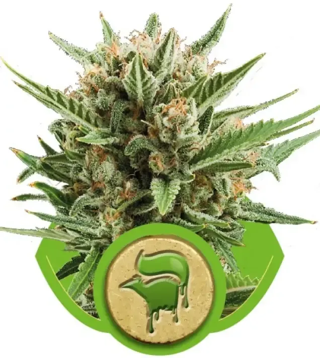 Sweet Skunk Automatic SOLDES
