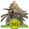 Triple G Auto SOLDES