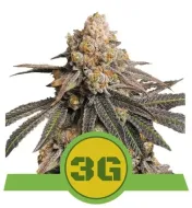 Triple G Auto SOLDES