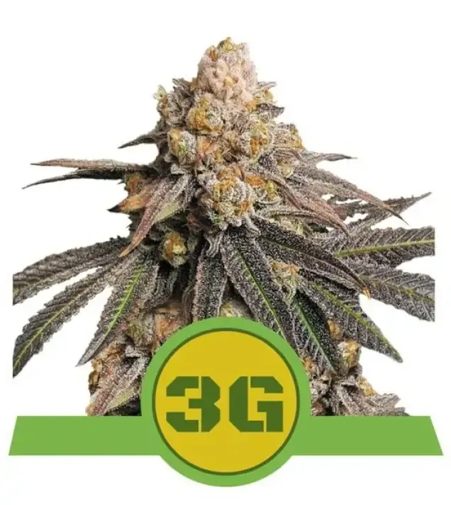 Triple G Auto SOLDES
