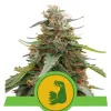 Hulkberry Auto SOLDES