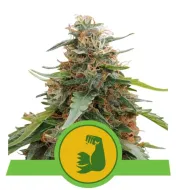Hulkberry Auto SOLDES