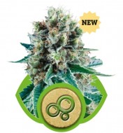 Bubble Kush Automatic