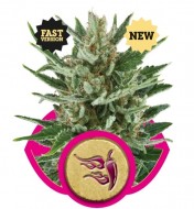 Speedy Chile (Fast Flowering)