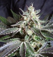 Black Jack Fast Version