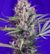 Cream Mandarine Fast Version