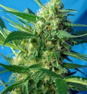 NYC Diesel Auto (Ice Cool Auto)