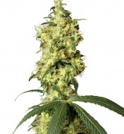 White Widow Automatic