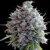Killer A5 Haze SOLDES