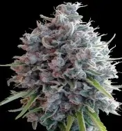 Killer A5 Haze SOLDES
