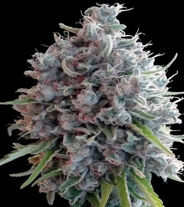 Killer A5 Haze SOLDES