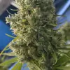Killer A5 Haze SOLDES