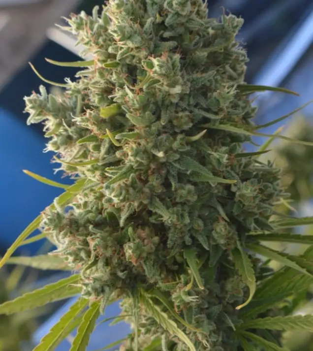 Killer A5 Haze SOLDES