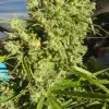 Killer A5 Haze SOLDES