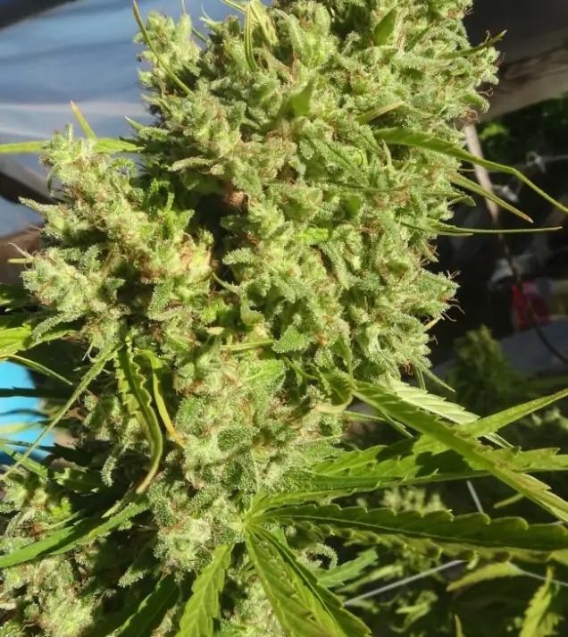 Killer A5 Haze SOLDES