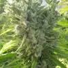 Killer A5 Haze SOLDES