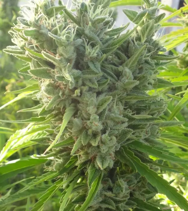 Killer A5 Haze SOLDES