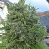 Killer A5 Haze SOLDES