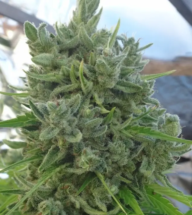 Killer A5 Haze SOLDES