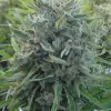 Killer A5 Haze SOLDES