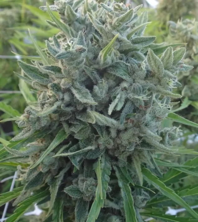 Killer A5 Haze SOLDES
