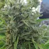 Killer A5 Haze SOLDES