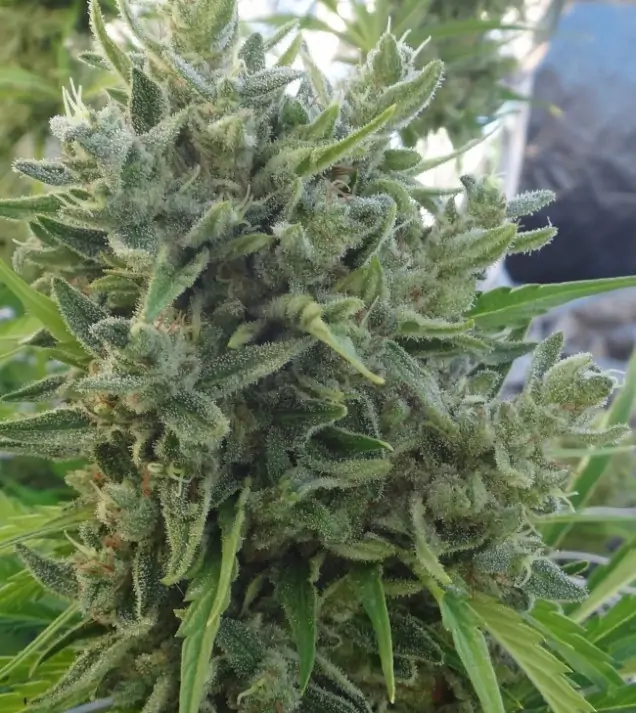 Killer A5 Haze SOLDES