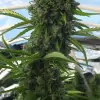 Killer A5 Haze SOLDES