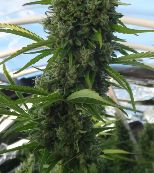 Killer A5 Haze SOLDES