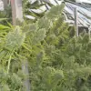 Killer A5 Haze SOLDES