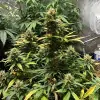 Auto Critical XL SOLDES