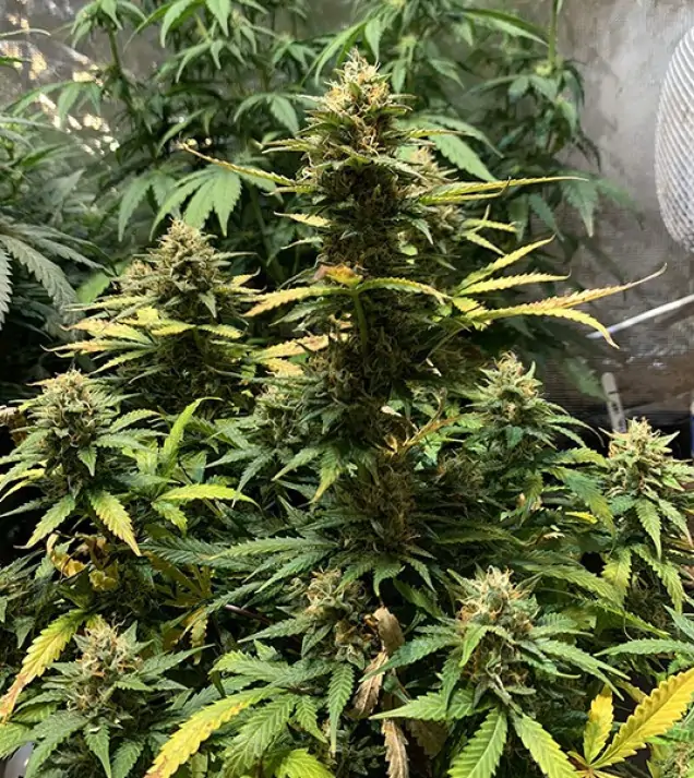 Auto Critical XL SOLDES