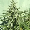 Auto Critical XL SOLDES