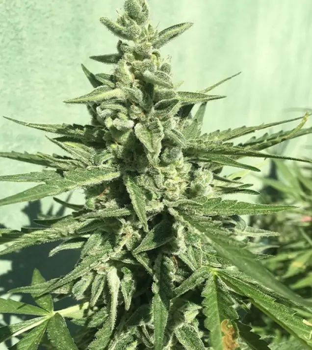 Auto Critical XL SOLDES