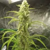 Auto Critical XL SOLDES