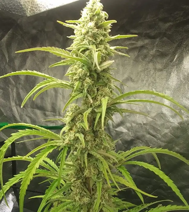 Auto Critical XL SOLDES