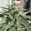 Auto Critical XL SOLDES