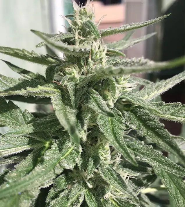 Auto Critical XL SOLDES
