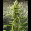 Auto Critical XL SOLDES