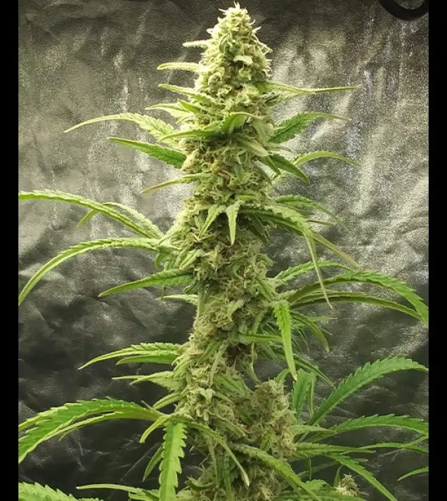 Auto Critical XL SOLDES