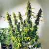 Auto Critical XL SOLDES