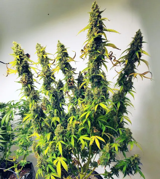 Auto Critical XL SOLDES