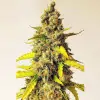 Auto Critical XL SOLDES
