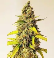 Auto Critical XL SOLDES