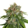 Amnesia Auto SOLDES