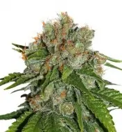Amnesia Auto SOLDES