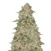 Zkittle SOLDES