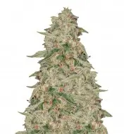 Zkittle SOLDES