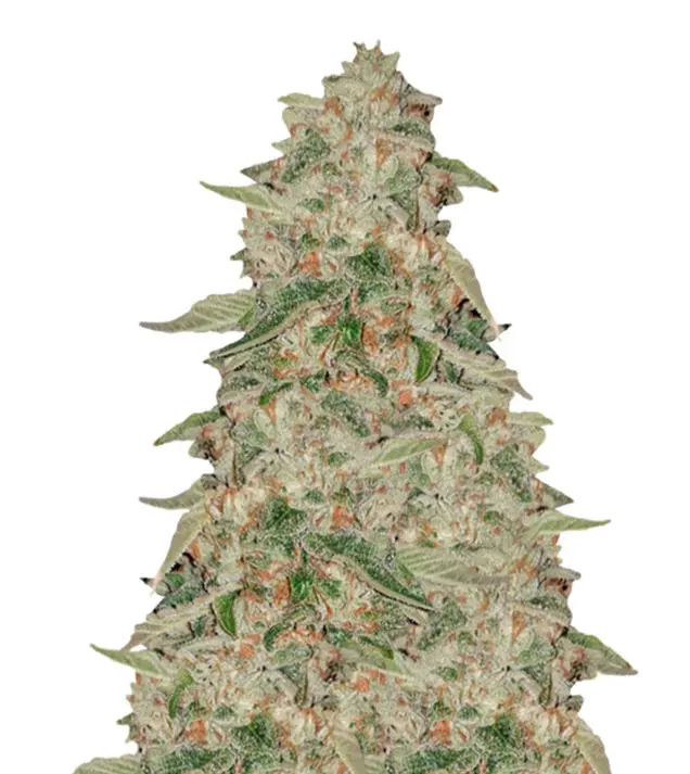 Zkittle SOLDES