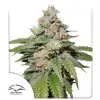 Auto Mokum's Tulip SOLDES